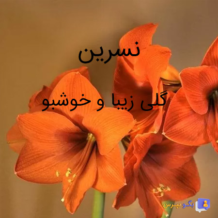 عکس معنی اسم نسرین