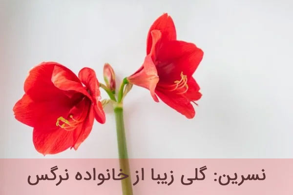 معنی اسم نسرین